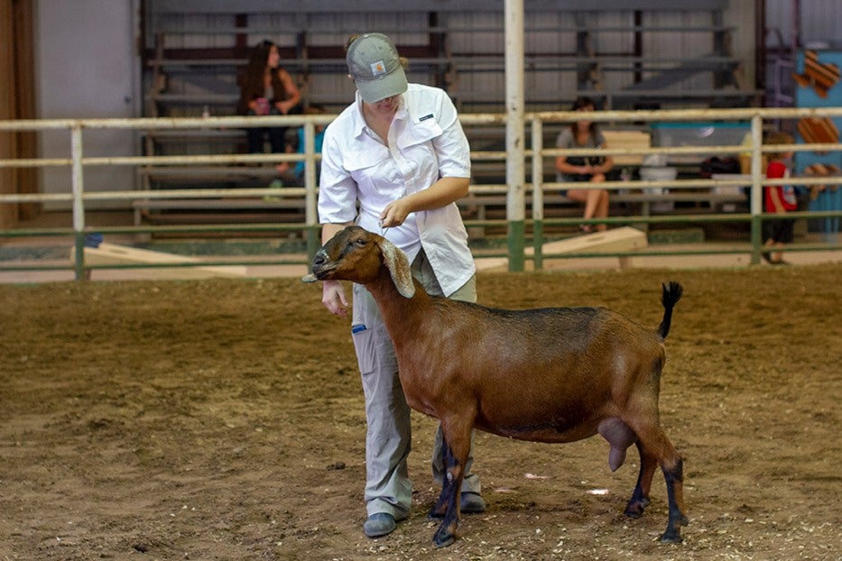 Rusty Star Ranch our registered Nubians and Mini Nubians dairy goats